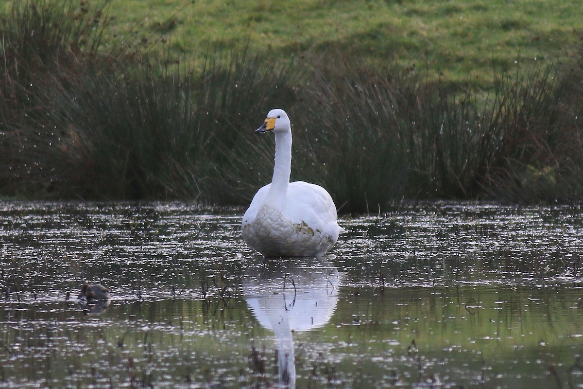 Whooper Swan - Ray Scally