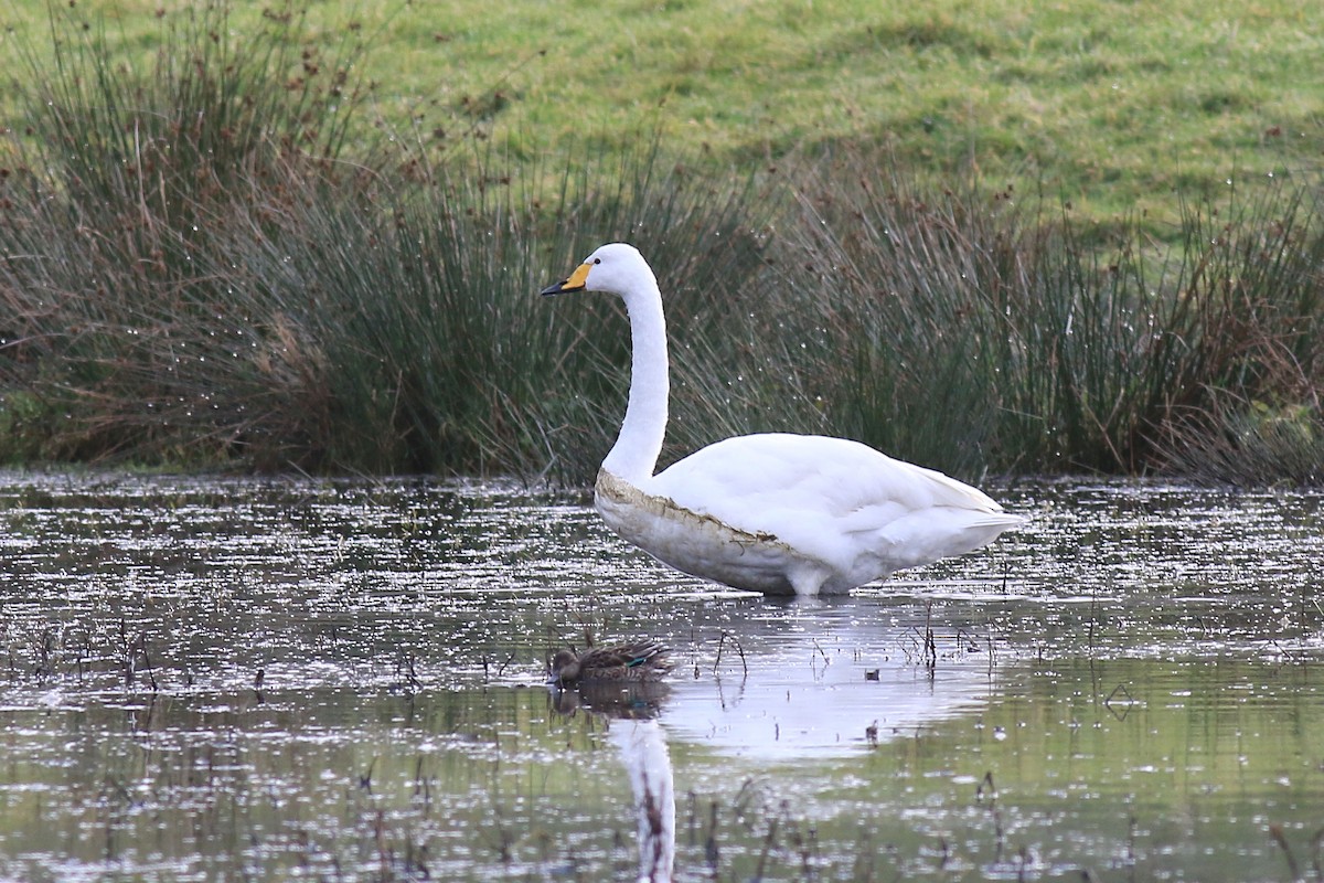 Whooper Swan - Ray Scally