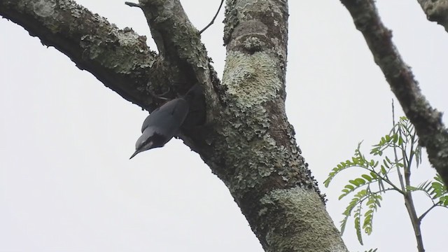 Indian Nuthatch - ML388718461