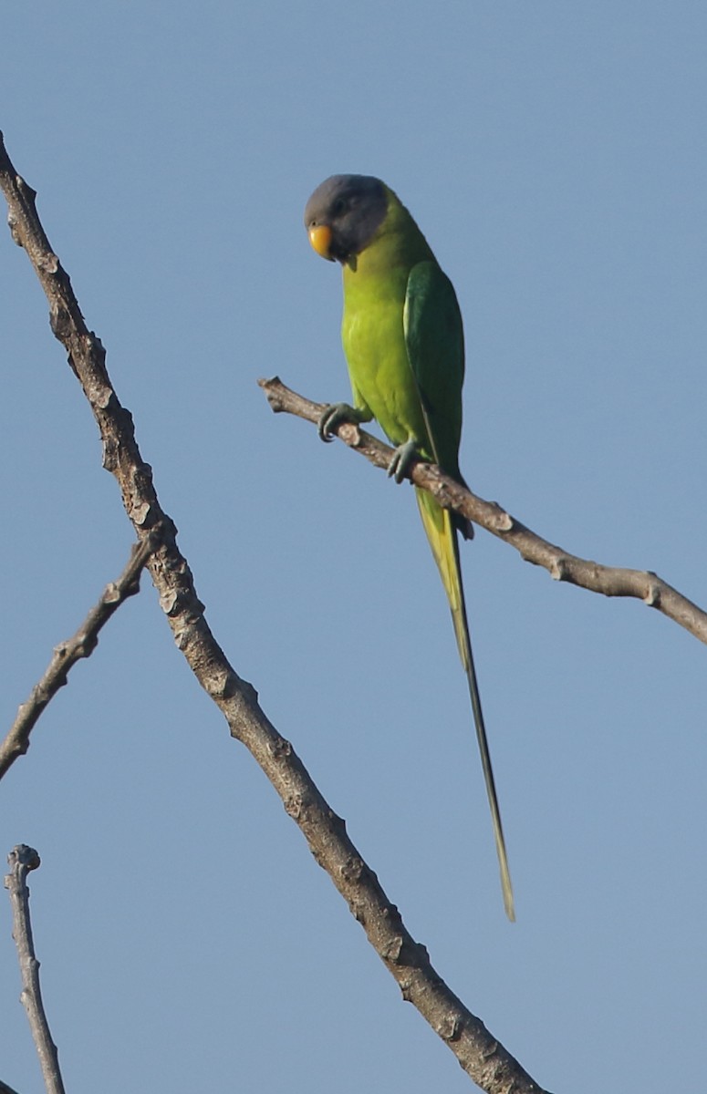 Plum-headed Parakeet - ML388719601