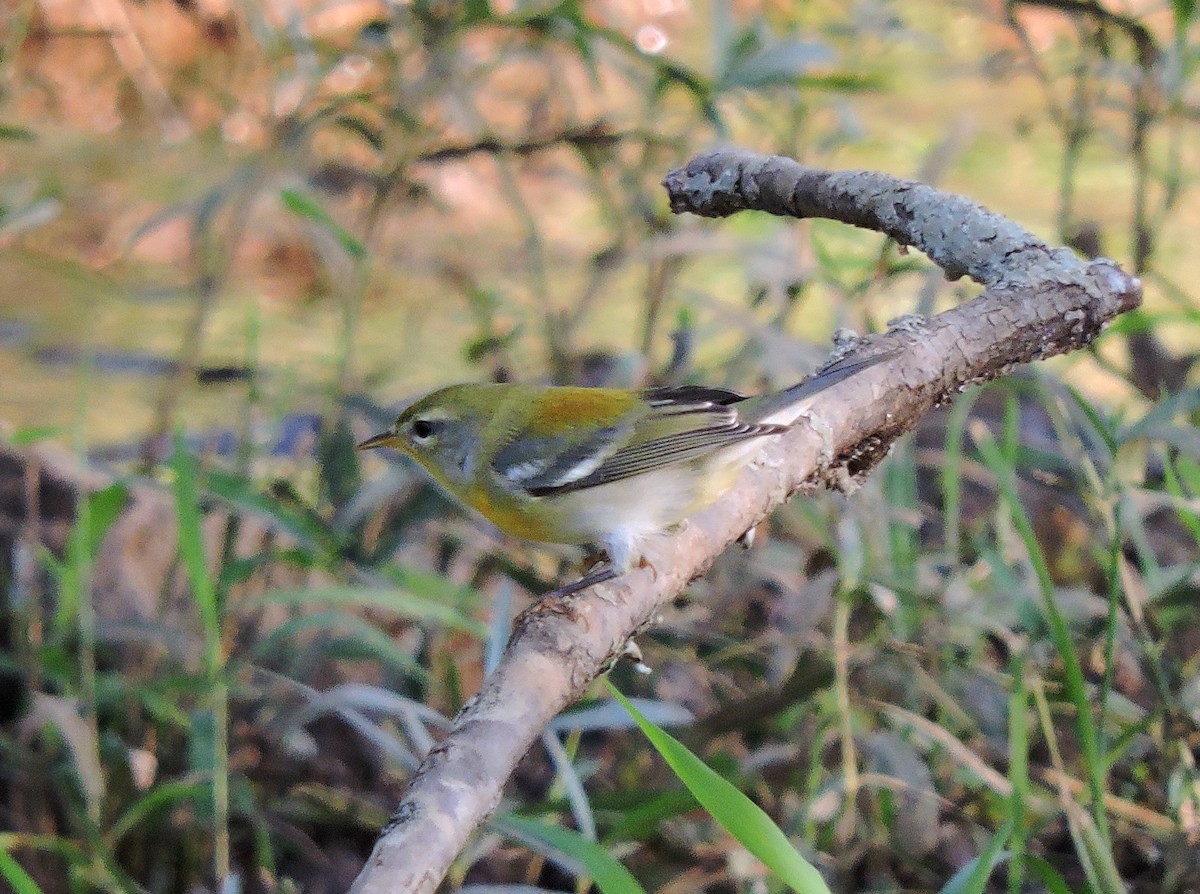 Northern Parula - ML38872041