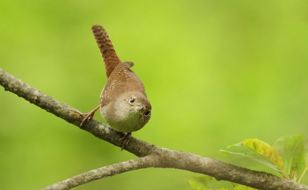 House Wren - ML38872061