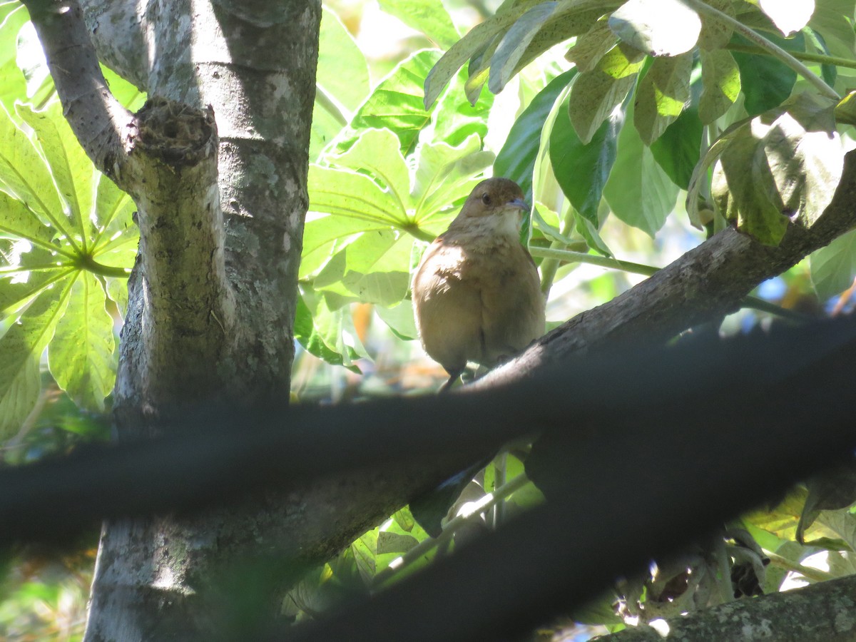 Rufous Hornero - Guillermo Ivan Spajic