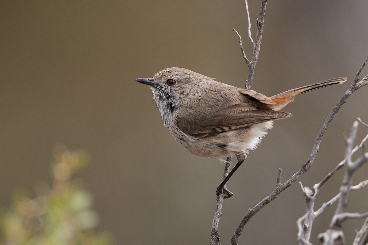 Inland Thornbill - John  Van Doorn