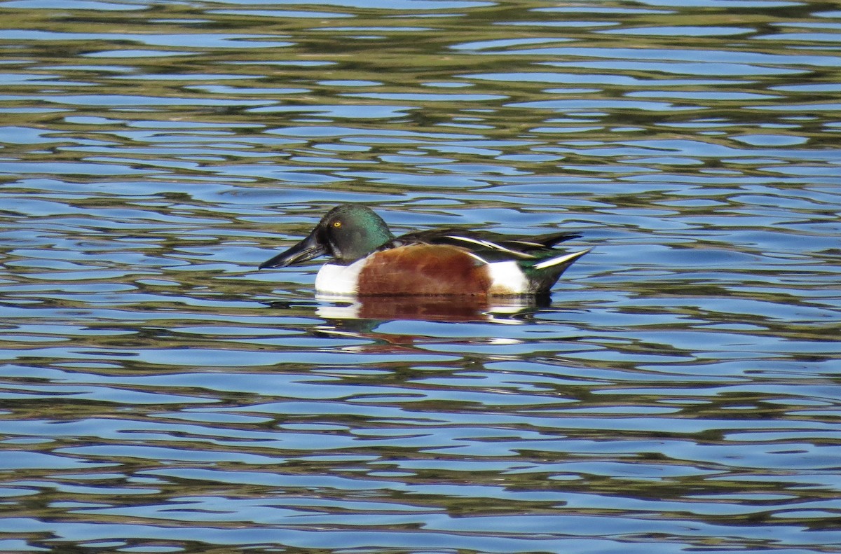 Northern Shoveler - ML388721491