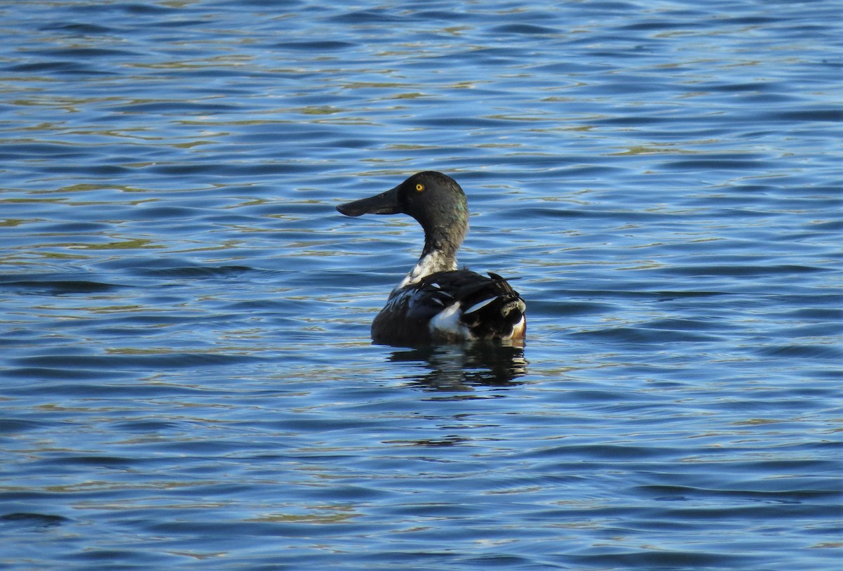 Northern Shoveler - ML388721501
