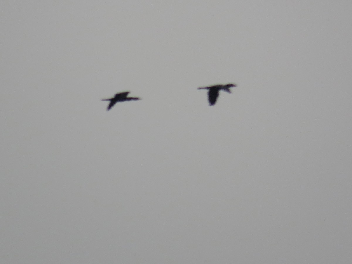 Neotropic Cormorant - ML388721511