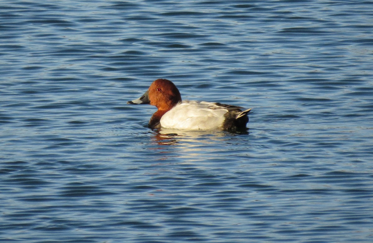 Common Pochard - ML388721531