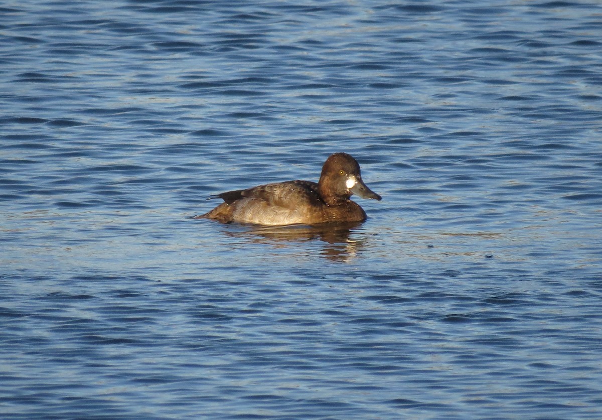Lesser Scaup - ML388721651