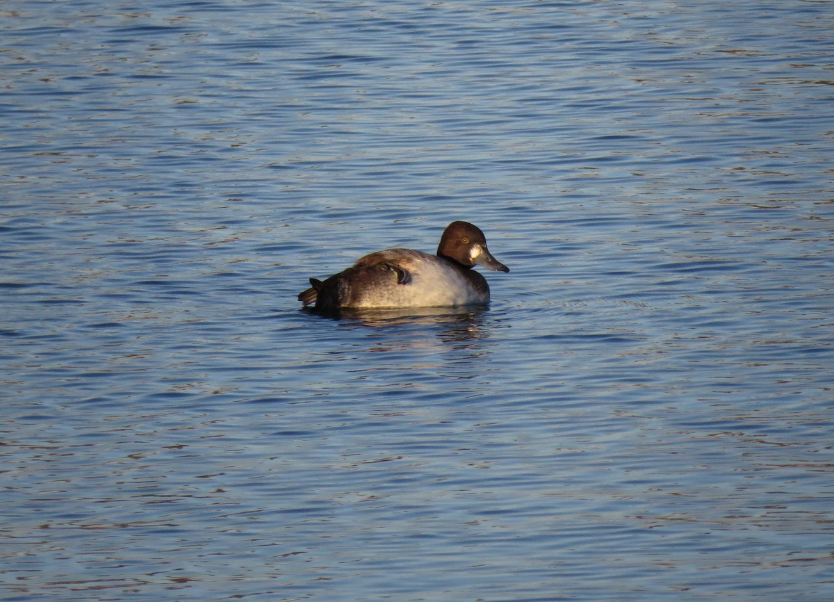 Lesser Scaup - ML388721661