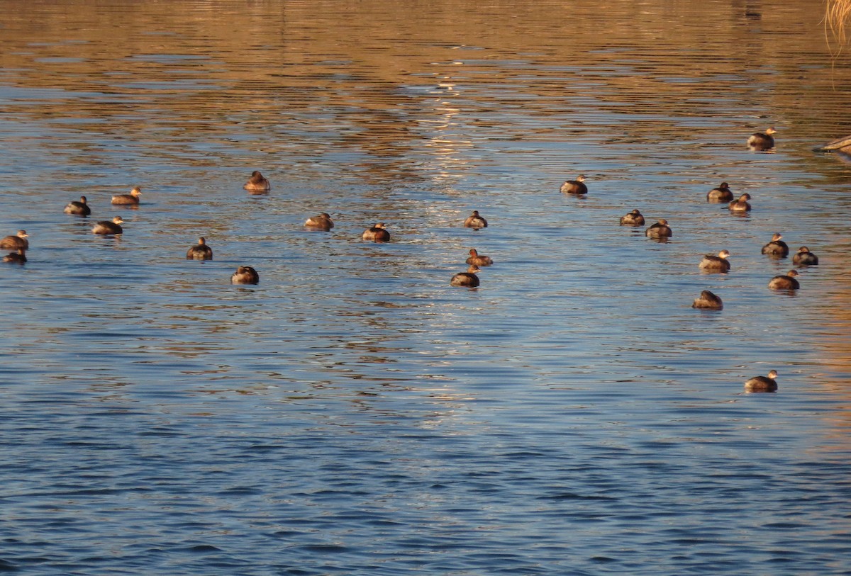 potápka malá - ML388721741