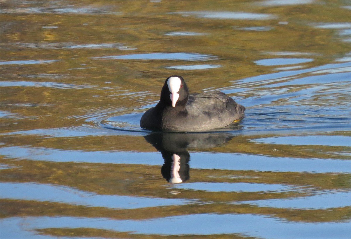 Eurasian Coot - ML388721801