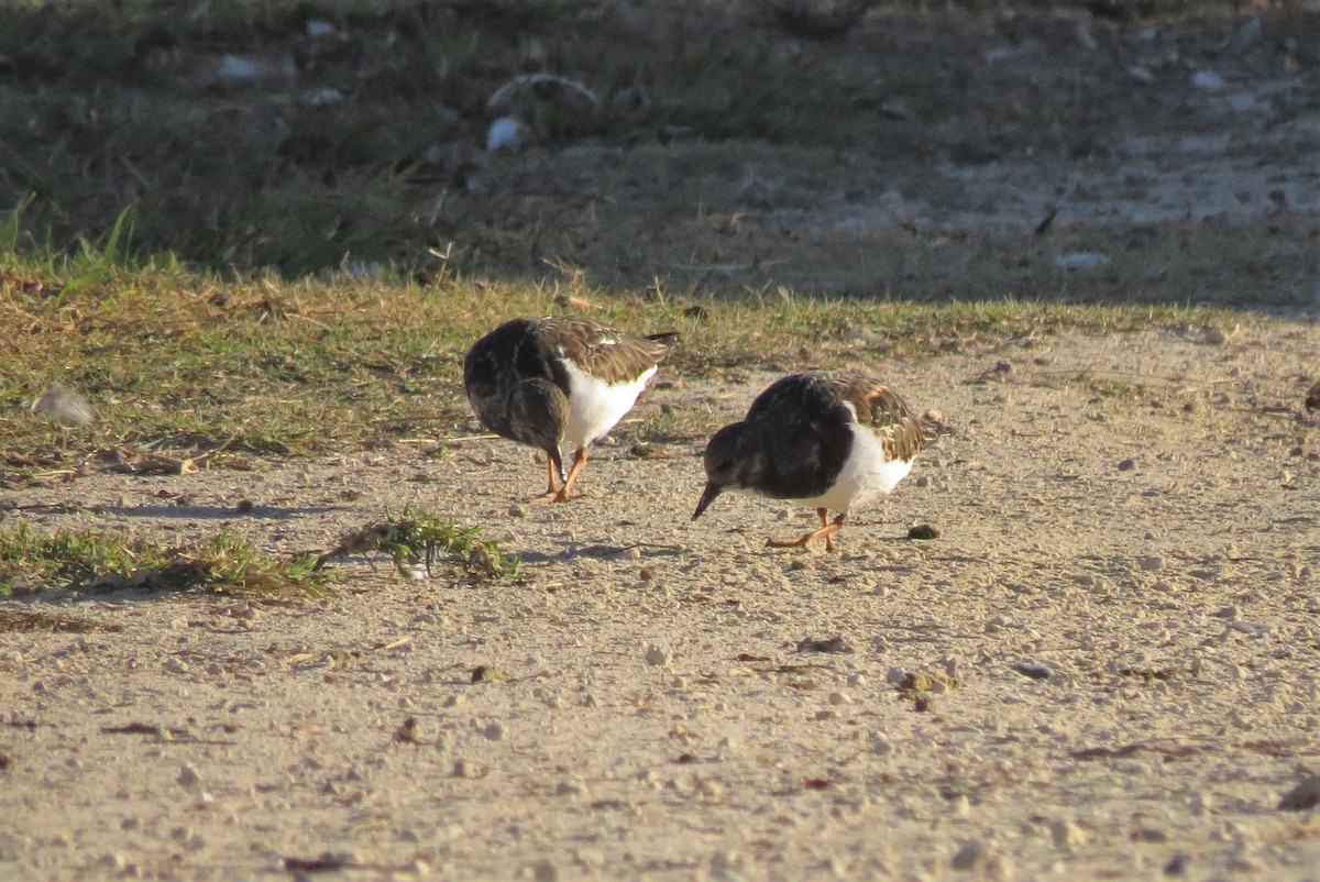 Ruddy Turnstone - ML388721881