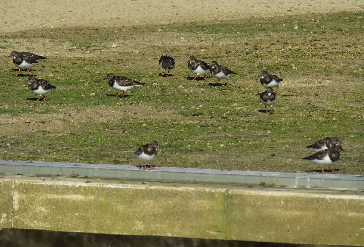 Ruddy Turnstone - ML388721901