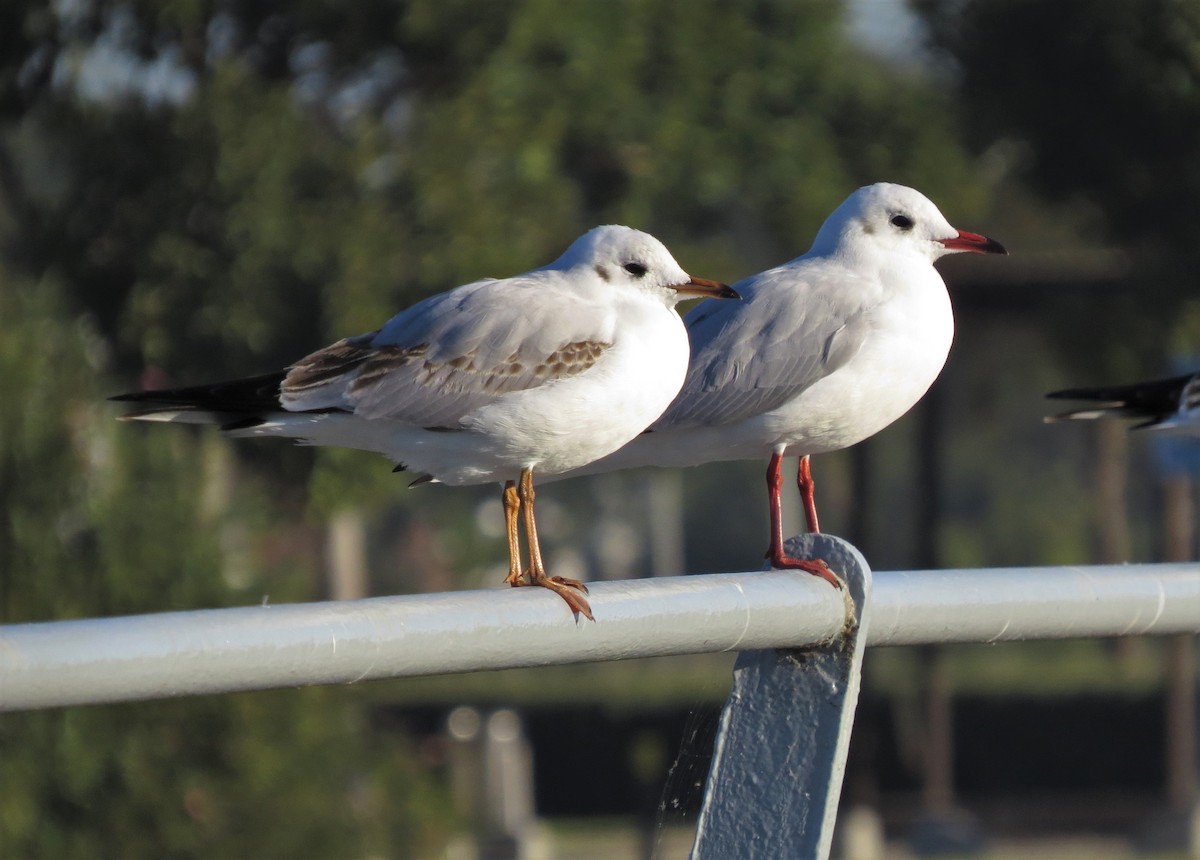 Black-headed Gull - ML388721961
