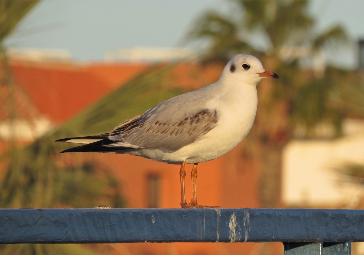 Black-headed Gull - ML388721971