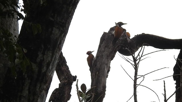 Malabar Flameback - ML388722131