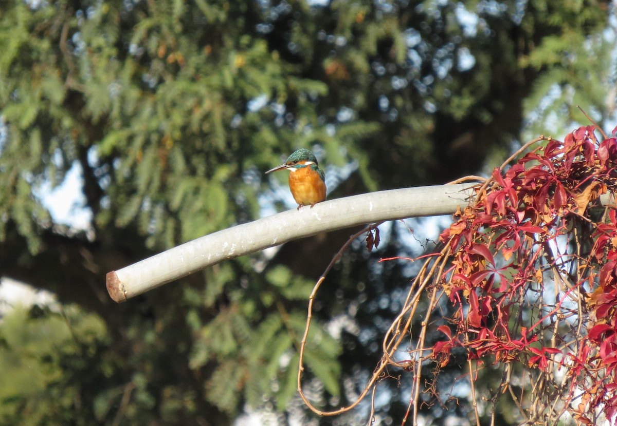 Common Kingfisher - ML388722141