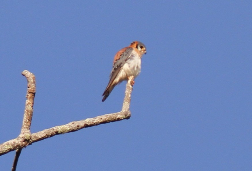 American Kestrel - ML388722241