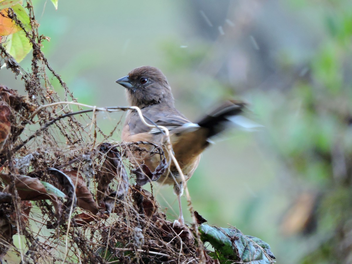 Eastern Towhee - ML38872521