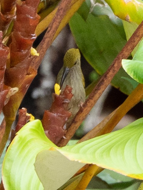 Gray-breasted Spiderhunter - ML388726141