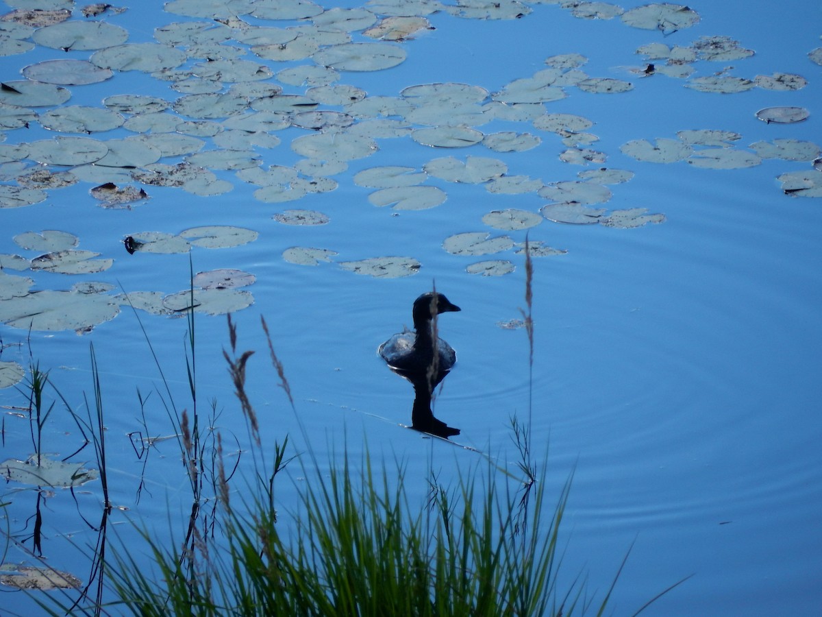 Pied-billed Grebe - ML388726591