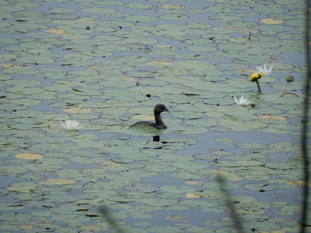 Pied-billed Grebe - ML388726601