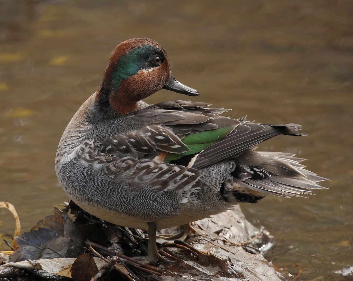 Green-winged Teal (American) - Charles Fitzpatrick