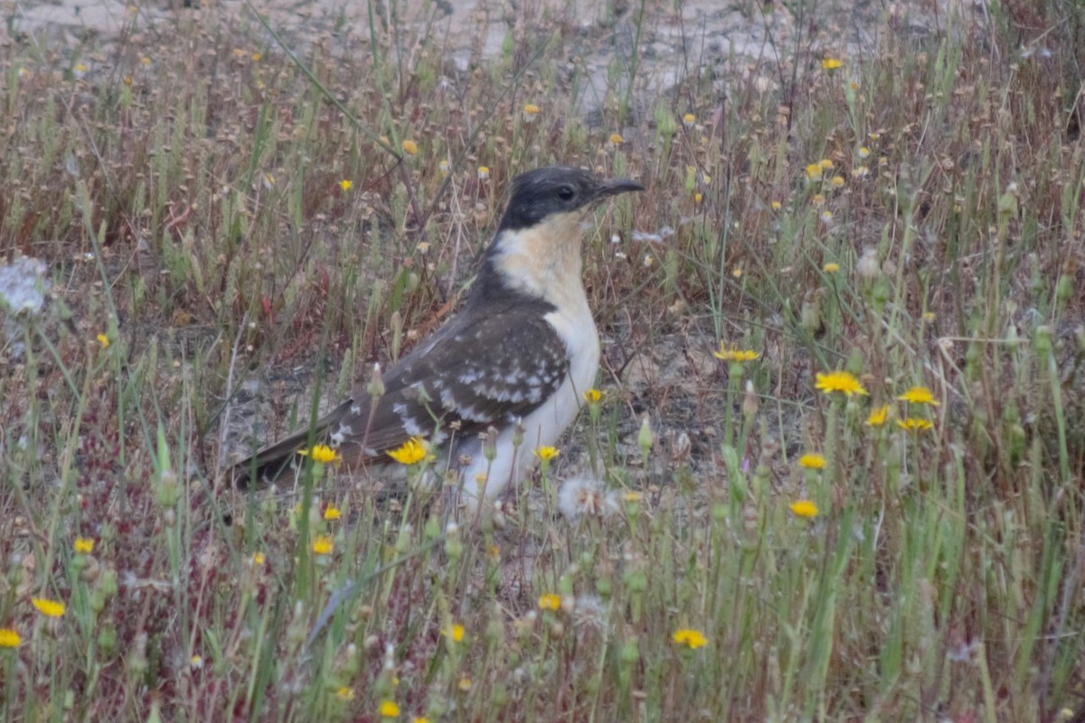 Great Spotted Cuckoo - ML388728301
