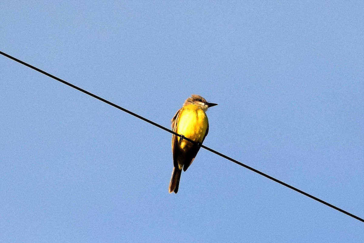 オリーブタイランチョウ - ML38872931