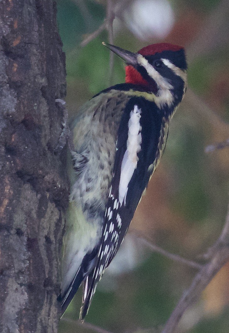 Yellow-bellied Sapsucker - ML38873031