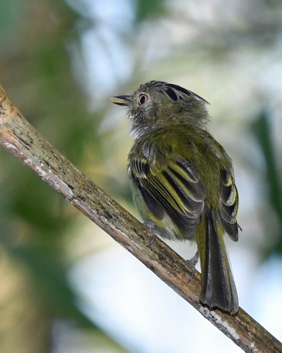 Long-crested Pygmy-Tyrant - ML388730441