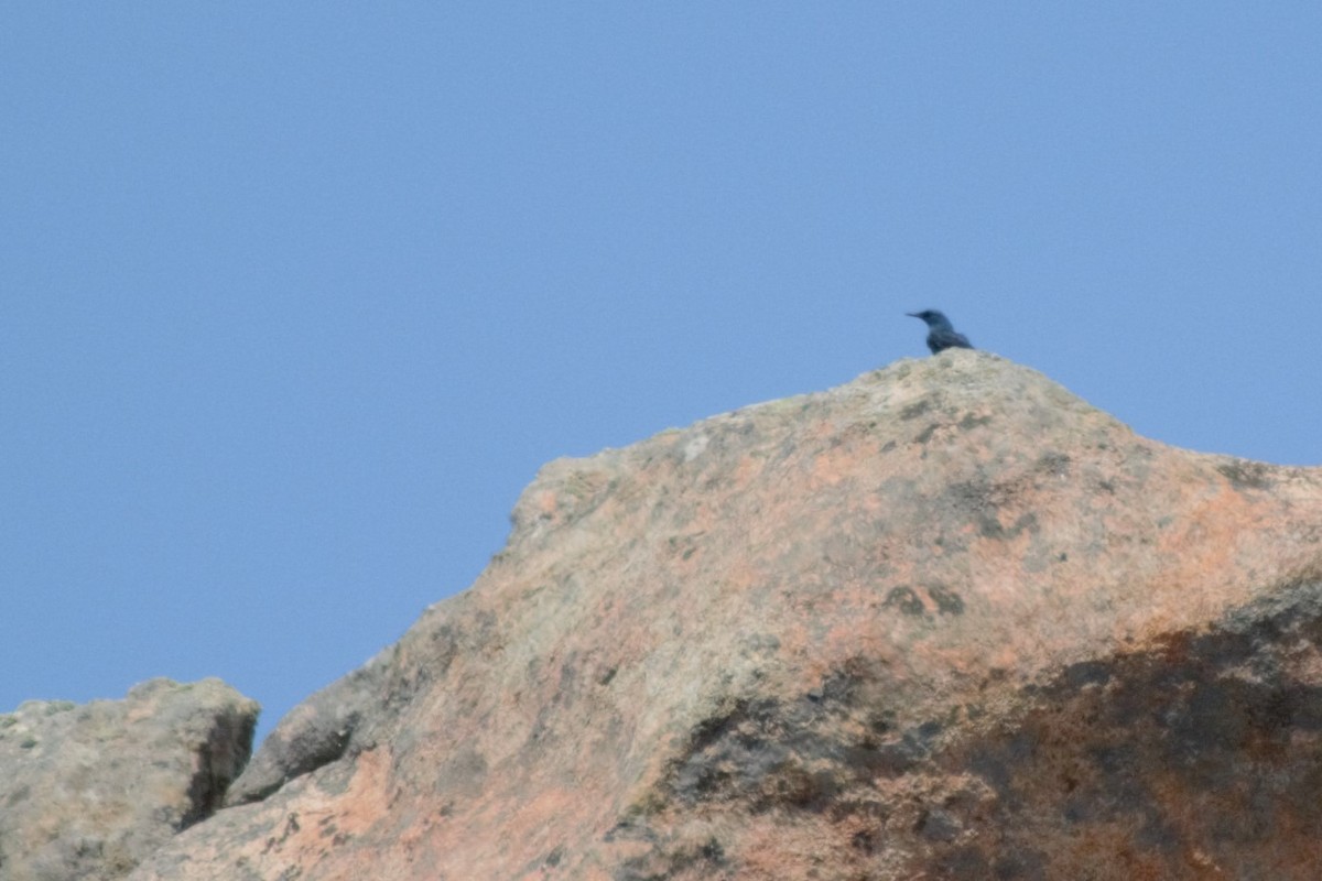 Blue Rock-Thrush - Manuel Bárcena // Oxyura Birdwatching