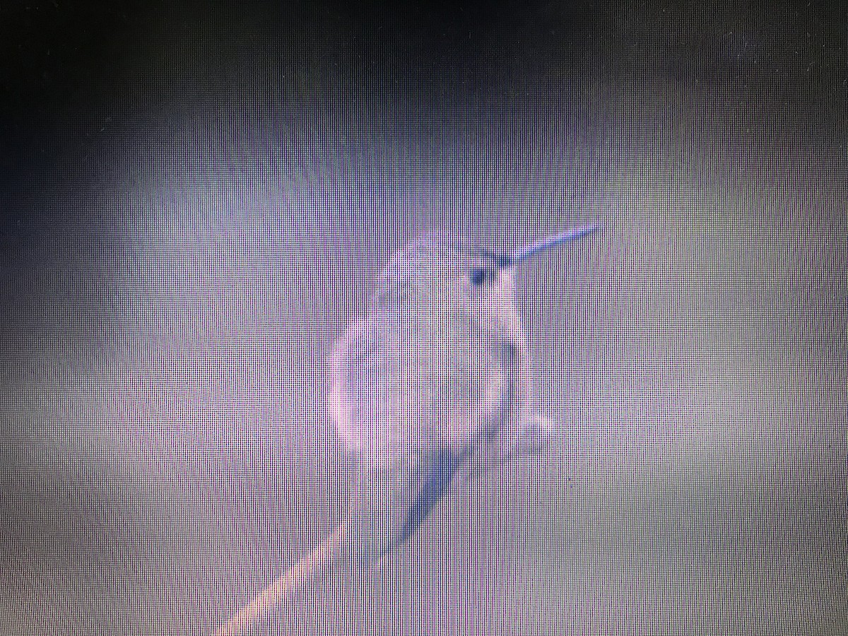 Rufous Hummingbird - ML388730681