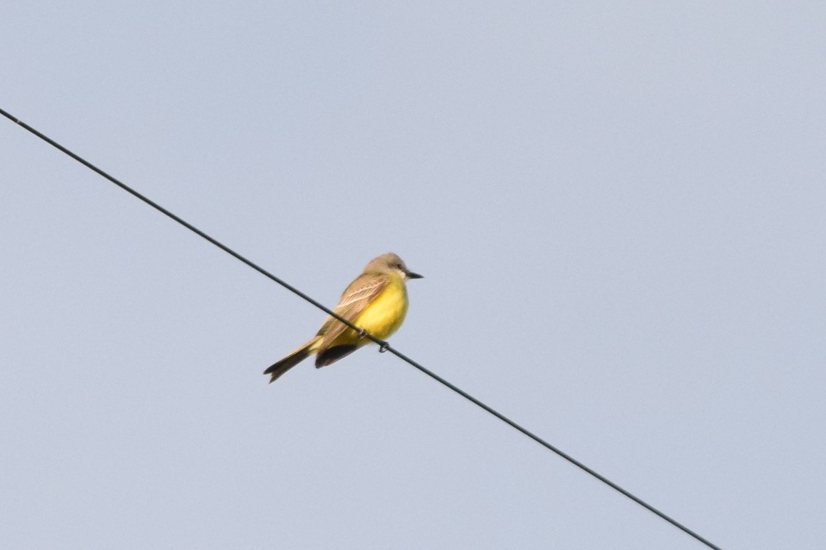 オリーブタイランチョウ - ML38873101