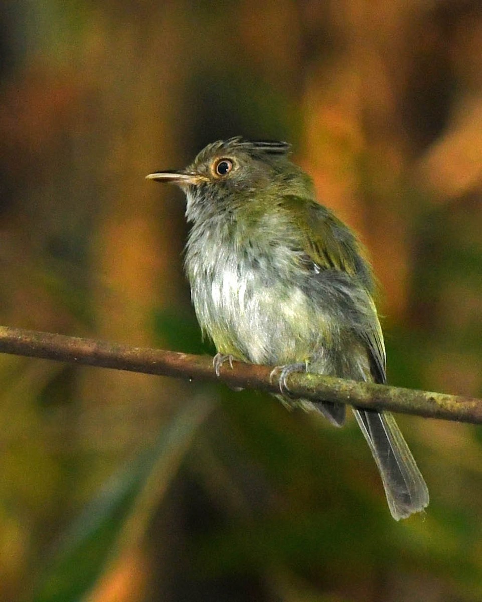 Long-crested Pygmy-Tyrant - ML388731241