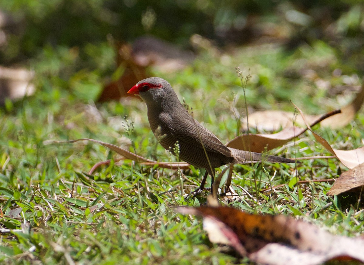 Common Waxbill - ML388732181