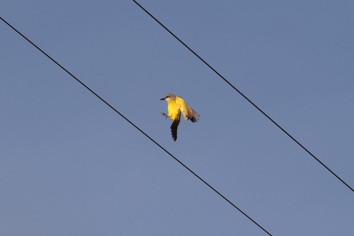 オリーブタイランチョウ - ML38873281