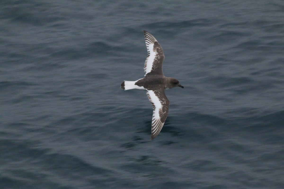 Antarctic Petrel - ML388732871