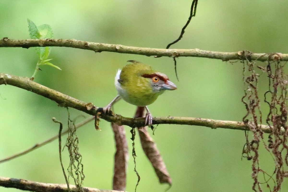 Rufous-browed Peppershrike (Yellow-backed) - ML388733141