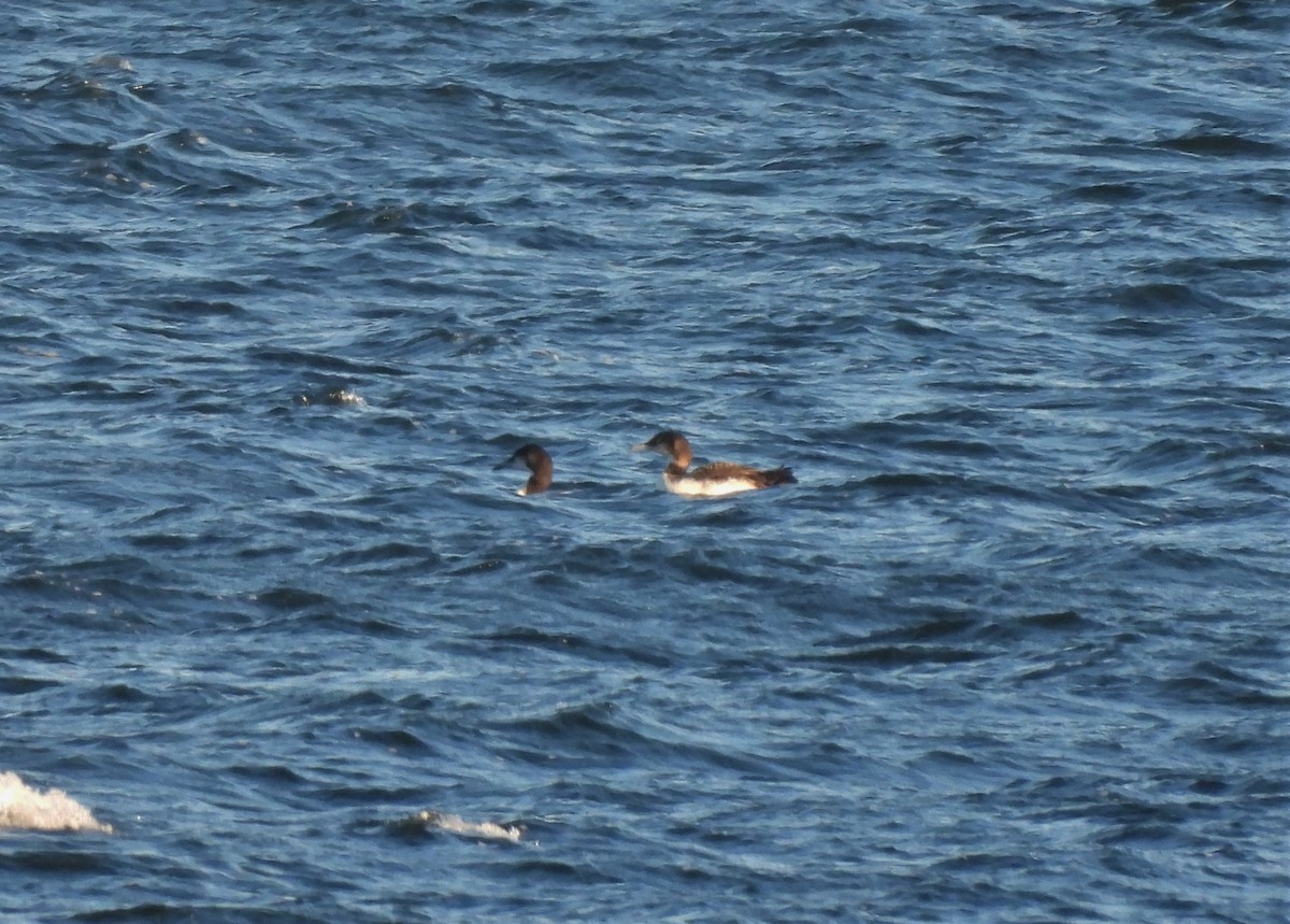 Common Loon - Jennifer Wilson-Pines