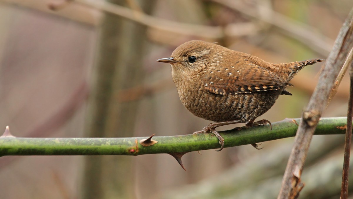 Winter Wren - ML38873381