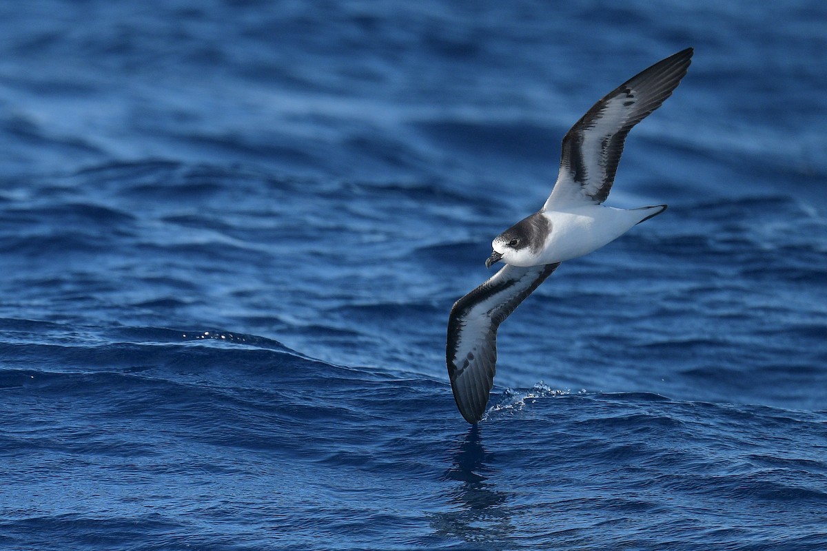 Bermuda Petrel - ML388734061