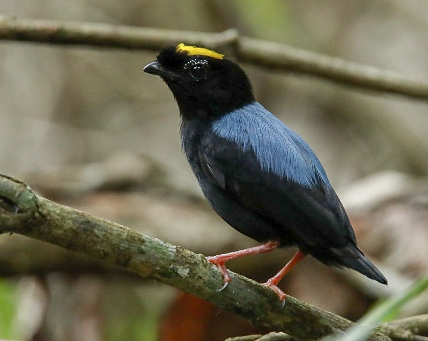 Blue-backed Manakin (regina) - Jesus Alferez