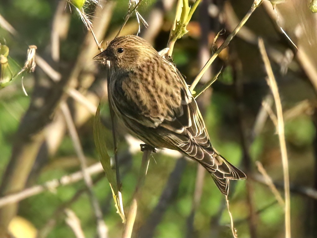 Pine Siskin - ML388734511