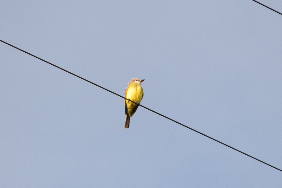 オリーブタイランチョウ - ML38873521