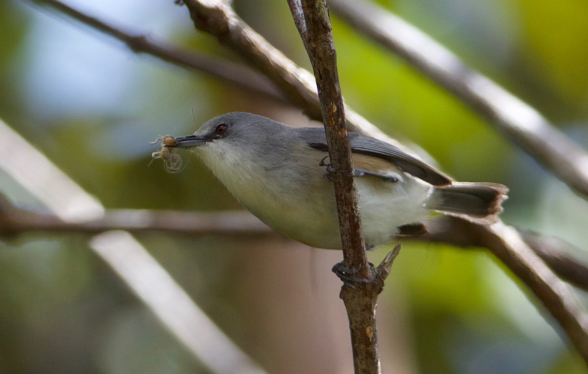 Mauritius Gray White-eye - Eric Barnes