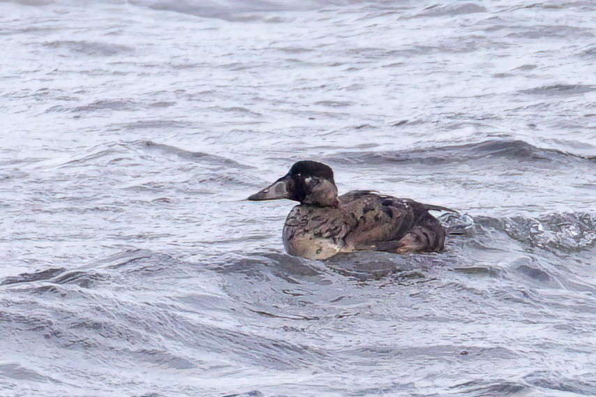 Surf Scoter - Michel Laquerre