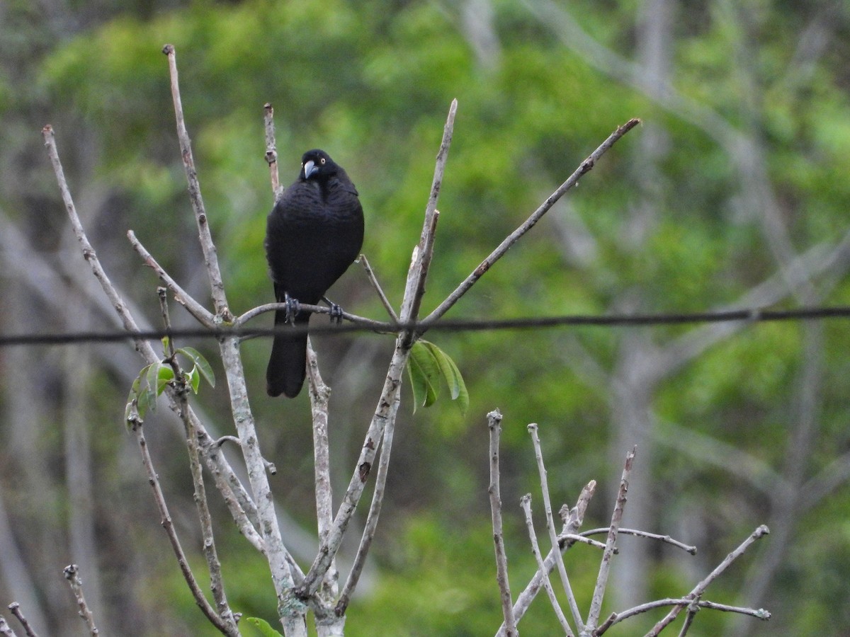 Giant Cowbird - ML388736471