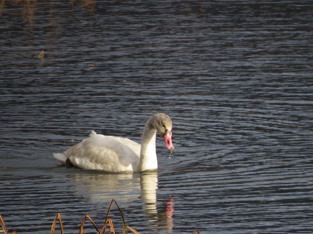 Tundra Swan - ML388737141